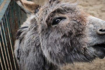 Fototapeta premium Donkey close-up