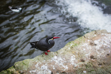 Bird perched on rock