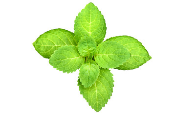 green leaf isolated