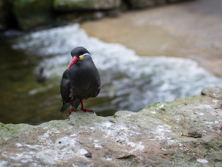 Bird perched on rock