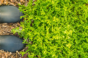 Egoperspektive Gärtner mit grünen Gummischuhen schaut von von oben auf einen Frisee Salat - Point of view shot Gardener with green galoshes examines from above a frisee lettuce
