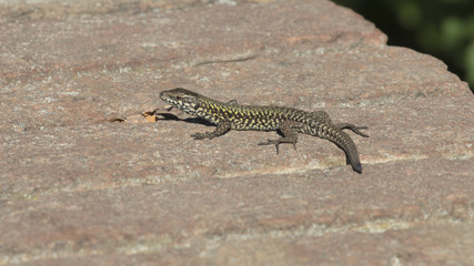 lizard on wall