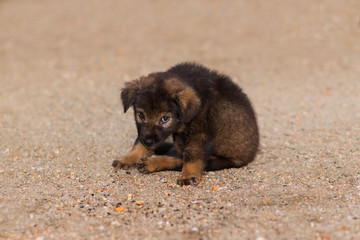 cute lovely dog sitting on ground,puppy playing with owner.