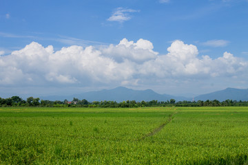 Thai agriculture