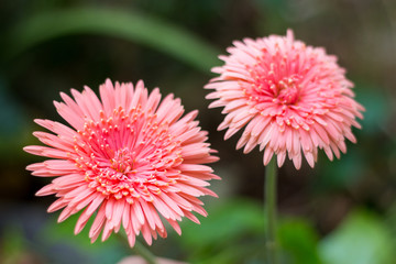 Pink flower, beautiful flower, beautiful gerbera flower in garde