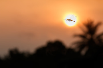 dragonfly flying at sunset time.