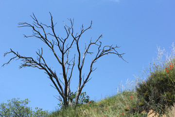 arbre mort
