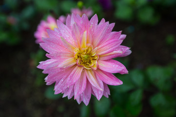 Fototapeta premium flower