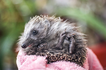 Portrait of a funny hedgehog laying on his back. Young charming spiny european hedgehog (erinaceus albiventris) on hand.
