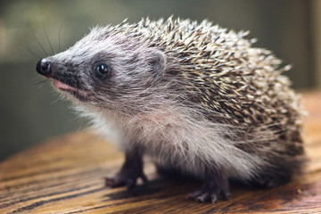 Young charming spiny european hedgehog (erinaceus albiventris) on wooden background © bozhena_melnyk