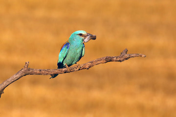 The European roller (Coracias garrulus) sitting on the brach with mouse in its beak