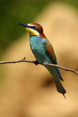 The European bee-eater (Merops apiaster) sitting at the branch