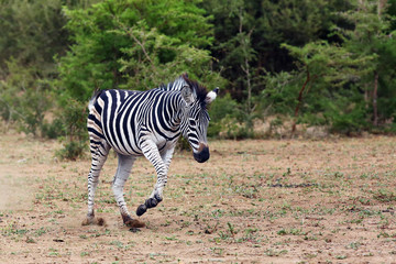 Fototapeta na wymiar The plains zebra (Equus quagga, formerly Equus burchellii), also known as the common zebra, young zebra trotting