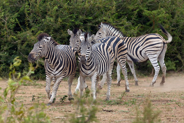 Fototapeta na wymiar The plains zebra (Equus quagga, formerly Equus burchellii), also known as the common zebra, herd of zebras on the move
