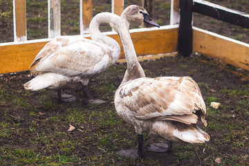 Gorgeous swans in the zoo