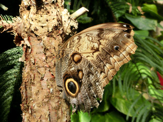 Owl butterfly perched on tree trunk