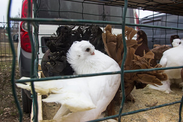 pigeons in cages on display