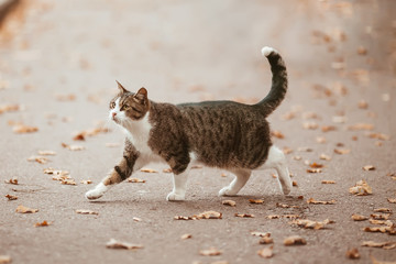 Tabby cat standing on the pavement with autumn leaves. - 125606336