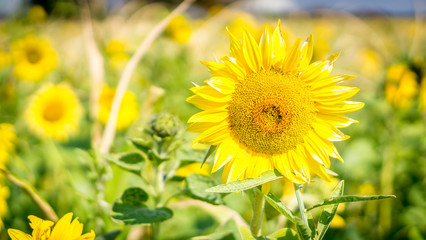 Big sunflower in a field of sunflowers