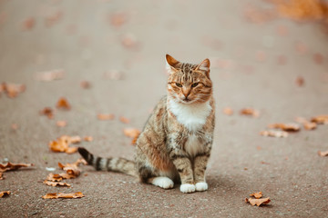 Striped cat sitting on the pavement with autumn leaves.