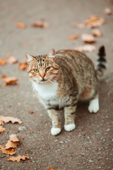 Striped cat sitting on the pavement with autumn leaves.