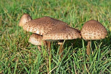 Schirmpilze in der Herbstsonne