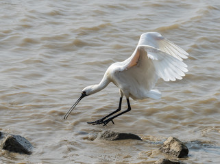 Black-faced Spoonbill in waterland.