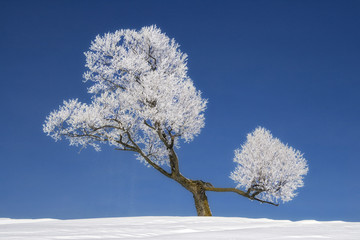 White Tree