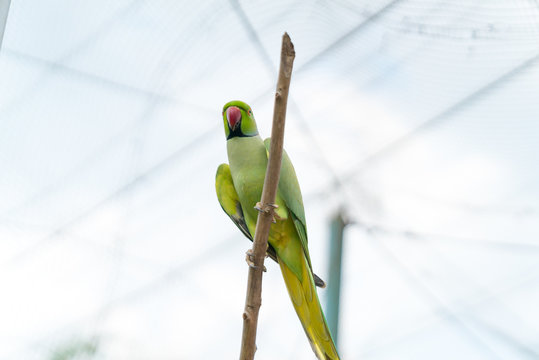 KL Bird Park. Indian Ringneck Parakeet (Psittacula krameri).