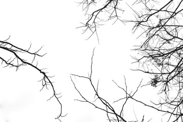 Leafless branches isolated on white background