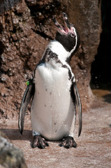Naklejka premium フンボルトペンギン
