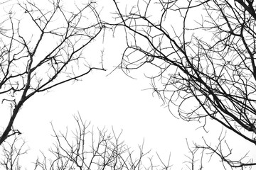 Leafless branches isolated on white background