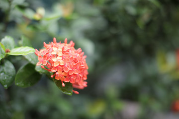 Orange hydrangea flower after the rain - Shine, Soft focus, Background