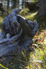 Pflanzen im Herbstwald