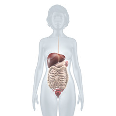 Innere Organe: Verdauungstrakt – anatomische Illustration