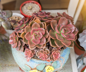  Miniature succulent plants in garden