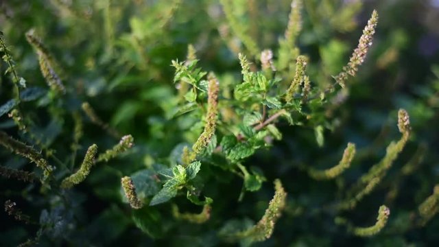 Medicinal herb - Mentha spicata, mint
