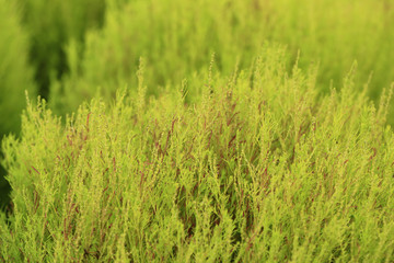 Close up of green Kochia or Bassia scoparia selective focus by m