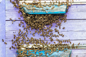 Hives in an apiary with bees flying to the landing boards in a green garden. Honey bee drone trying to enter the hive on a landing board, closeup.