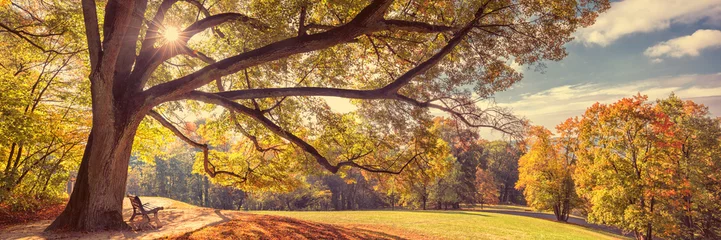 Foto op Plexiglas Coburg, Hofgarten im Herbst © Ingo Bartussek
