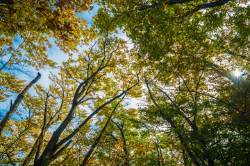 Obraz premium Uprisen view of Autumn Leaves tree branch