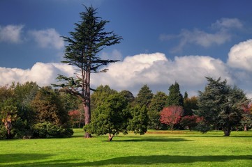 Autumn park with trees