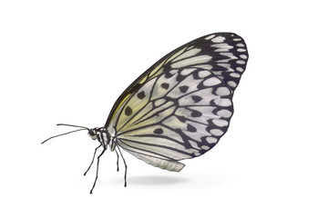 Fototapeta premium Exotischer Schmetterling auf weißem Hintergrund stehend 