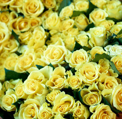 Yellow Roses Background