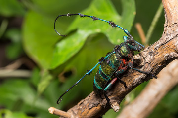 Longhorn beetle (Diastocera wallichi), Beetle