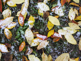 fallen leaves covered with snow