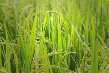 Fototapeta na wymiar Close up of green paddy rice with the dew. Green ear of rice in the sun light.