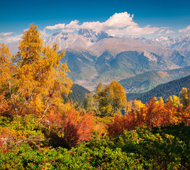 Fototapeta premium Colorful autumn morning in the Caucasus mountains.
