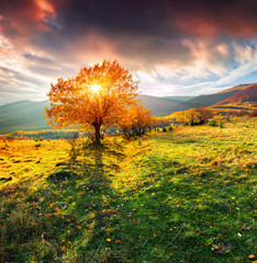 Fototapety  Lonely autumn tree against dramatic sky in the mountains