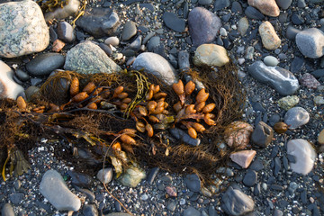 Tidal Pools Newfoundland